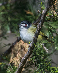Black-capped Vireo in the Wichita Mountains