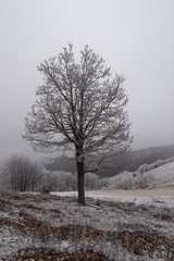 fairytale image in a frozen forest
