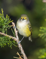 White-eyed Vireo on a perch in the Wichita Mountains