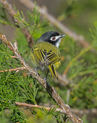 Black-capped Vireo in the Wichita Mountains