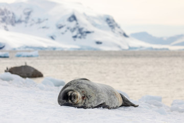 Weddell seal in Antarctica resting on snow and ice, natural wildlife behavior, relaxing with eyes closed