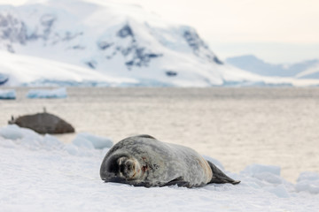 Naklejka premium Weddell seal in Antarctica resting on snow and ice, natural wildlife behavior, relaxing with eyes closed