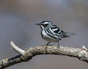Black and White Warbler on a perch
