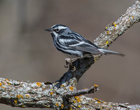 Black And White Warbler On A Perch