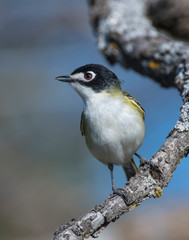 Black-capped Vireo in the Wichita Mountains