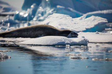 Leopard seal resting on iceberg lying down in the water of Antarctica, wildlife behavior, relaxing with eyes open