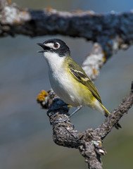 Black-capped Vireo in the Wichita Mountains
