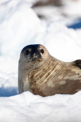 Naklejka premium Weddell seal resting on iceberg in the water of Antarctica, wildlife behavior, relaxing with eyes open