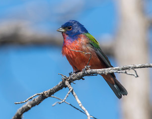 Obraz premium Male Painted Bunting in the Wichita Mountains
