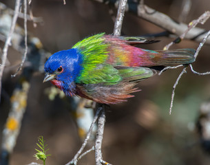 Male Painted Bunting in the Wichita Mountains