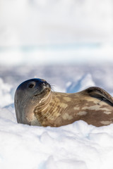 Weddell seal resting on iceberg in the water of Antarctica, wildlife behavior, relaxing with eyes open
