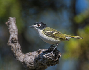 Black0capped Vireo in the Wichita Mountains