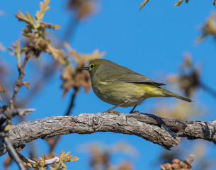 Orange-crowned Warbler