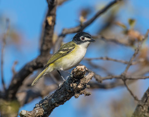 Black0capped Vireo in the Wichita Mountains