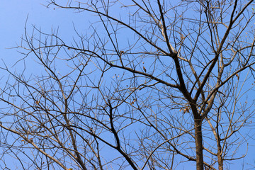 Beautiful tree on blue sky background