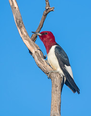 Red-headed Woodpecker