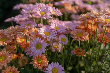 Beautiful cutter blossoms in a blossoming garden