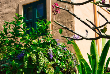 This unique photo shows beautiful exotic flowers growing on an old house wall!