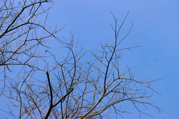 Beautiful tree on blue sky background