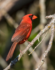 Male Northern Cardinal