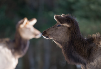 Fototapeta premium Elk Portrait