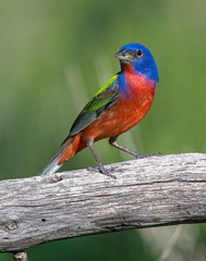 Male Painted Bunting