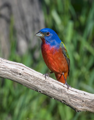 Male Painted Bunting