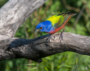 Male Painted Bunting