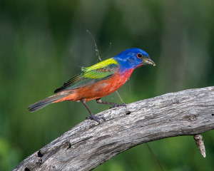 Male Painted Bunting