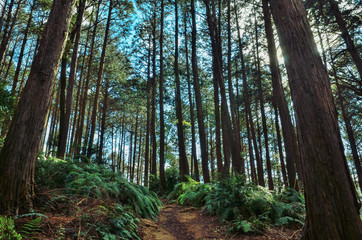 京都一周トレイル　清水山