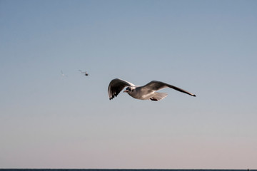 Fototapeta na wymiar A seagull bird flies in the sky above the sea.