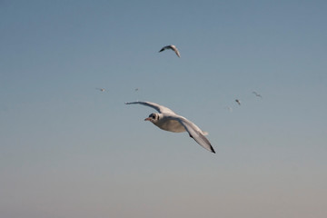 A seagull bird flies in the sky above the sea.
