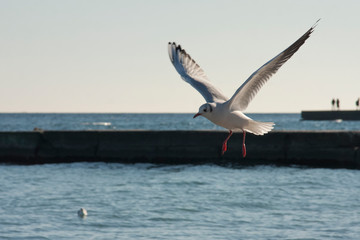 A seagull bird flies in the sky above the sea.