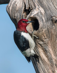 Fototapeta premium Red-headed Woodpecker
