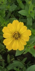 yellow flowers in garden
