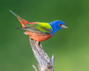 Male Painted Bunting