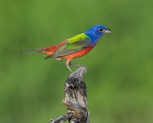 Male Painted Bunting