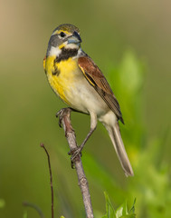 Dickcissel on a perch