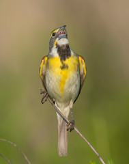 Dickcissel on a perch