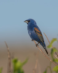 Blue Grosbeak on a perch