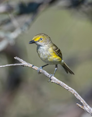 White-eyed Vireo