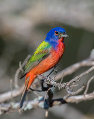 Male Painted Bunting