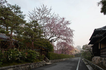 早朝の街、道路沿いに咲く大きな桜の花と