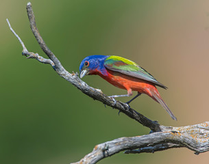 Male Painted Bunting