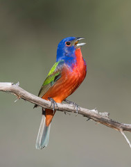 Male Painted Bunting