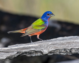 Male Painted Bunting