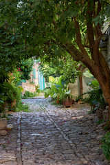 Fototapeta premium The stone paved narrow street under the canopy of trees in the Lania village. Limassol. Cyprus