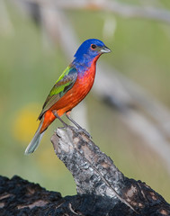 Male Painted Bunting