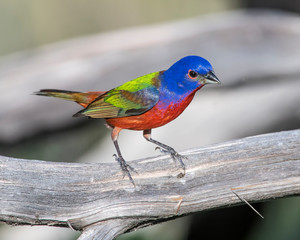 Male Painted Bunting