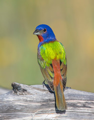Male Painted Bunting